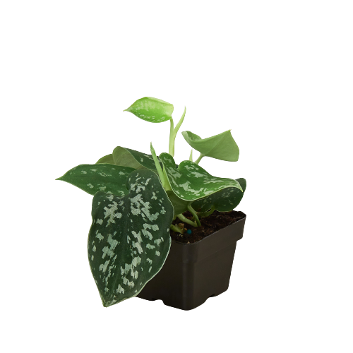 Pothos 'Satin' / Scindapsus pictus