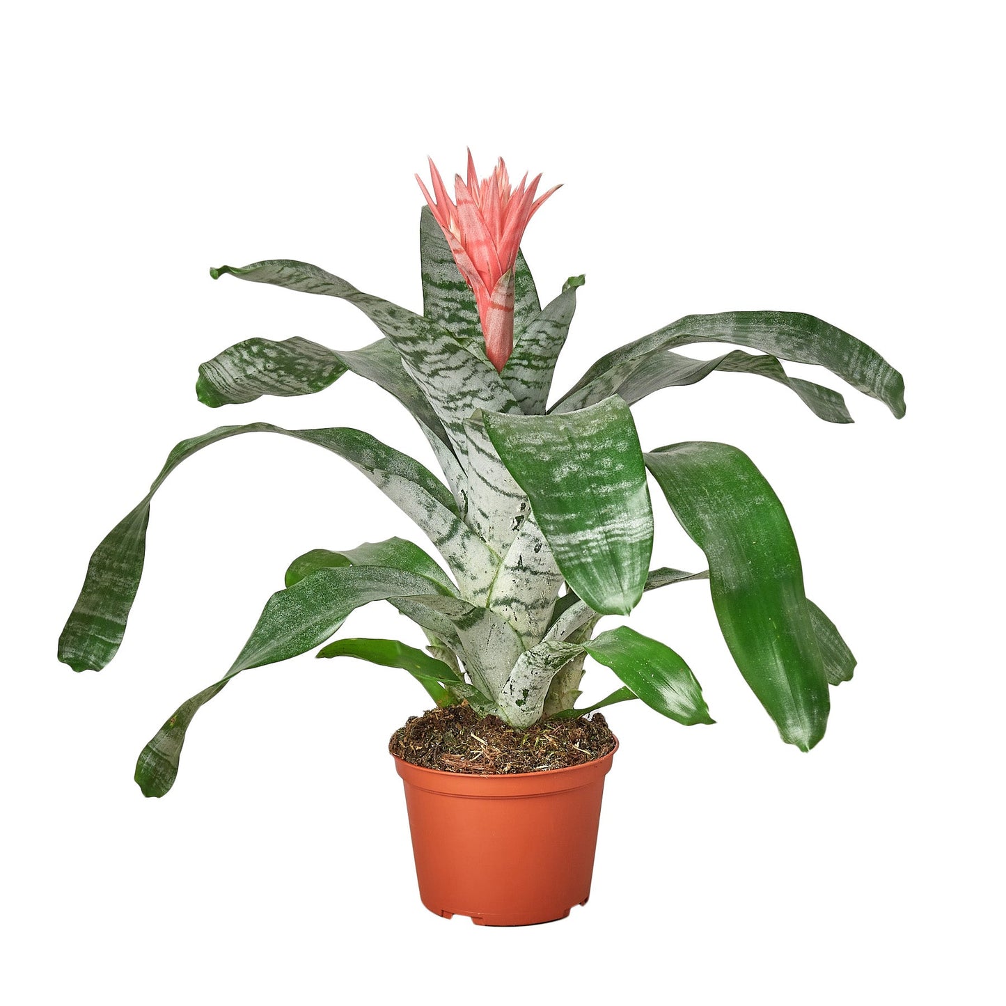 Bromeliad Aechmea Pink