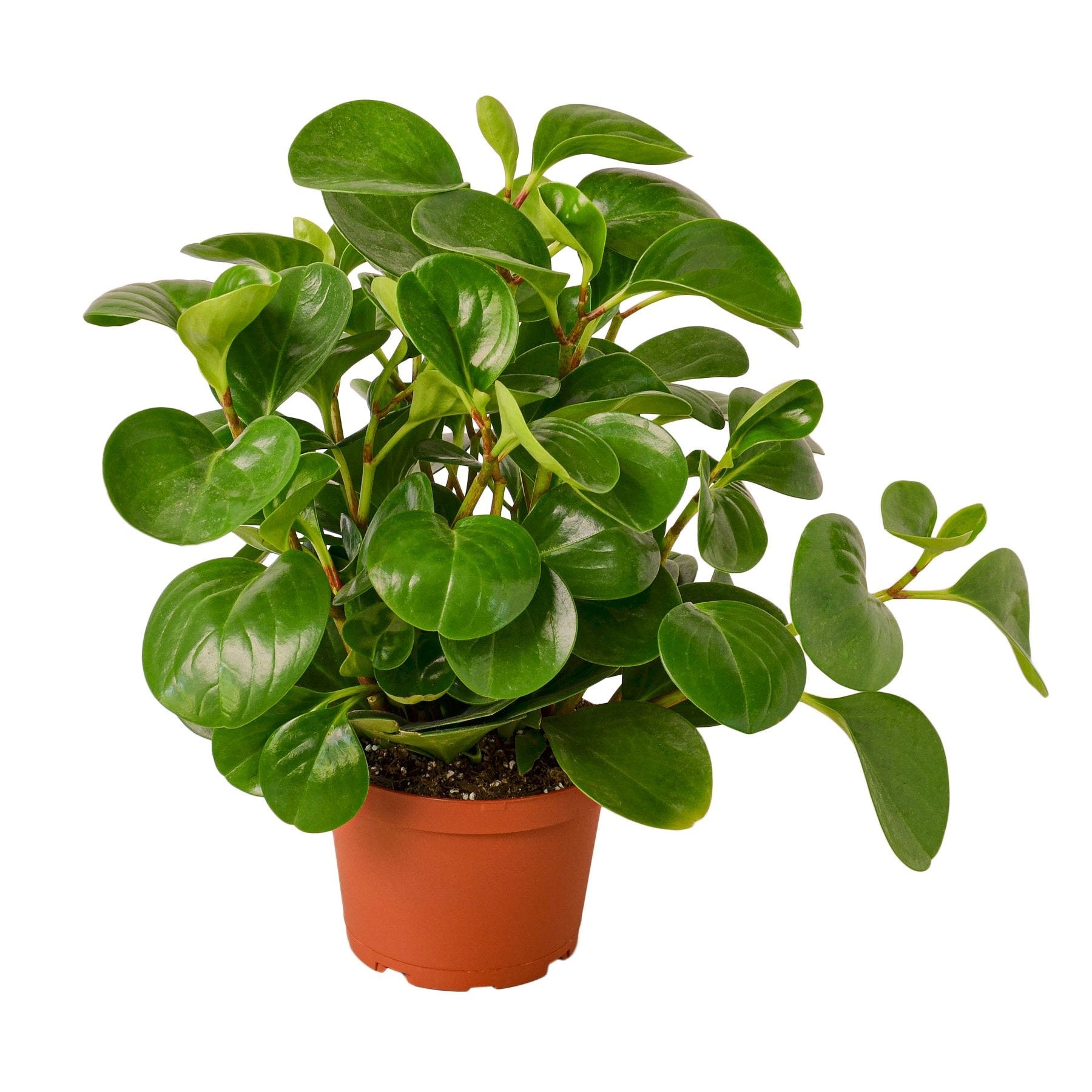 indoor plants thailand Peperomia Thailand, 6" Pot