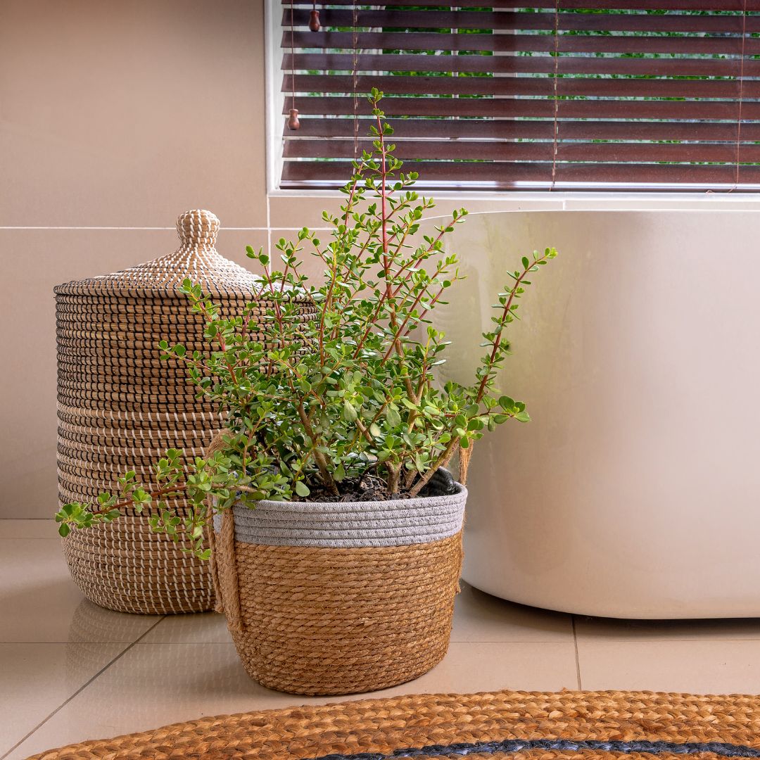 Succulent 'Elephant Bush'