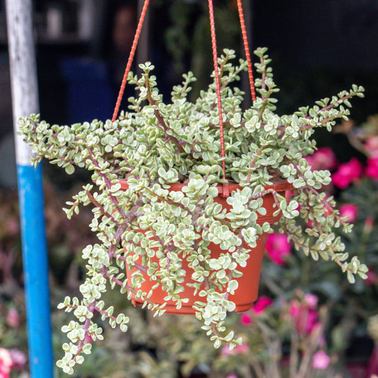 Succulent 'Elephant Bush'