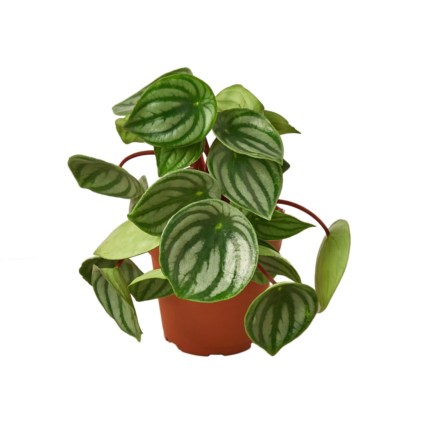 watermelon peperomia houseplant