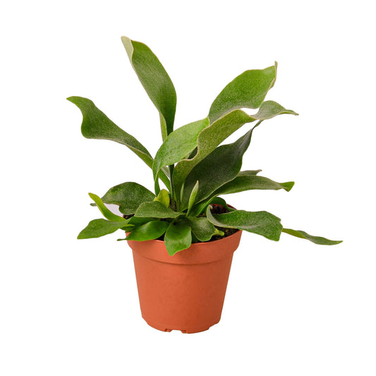 staghorn fern