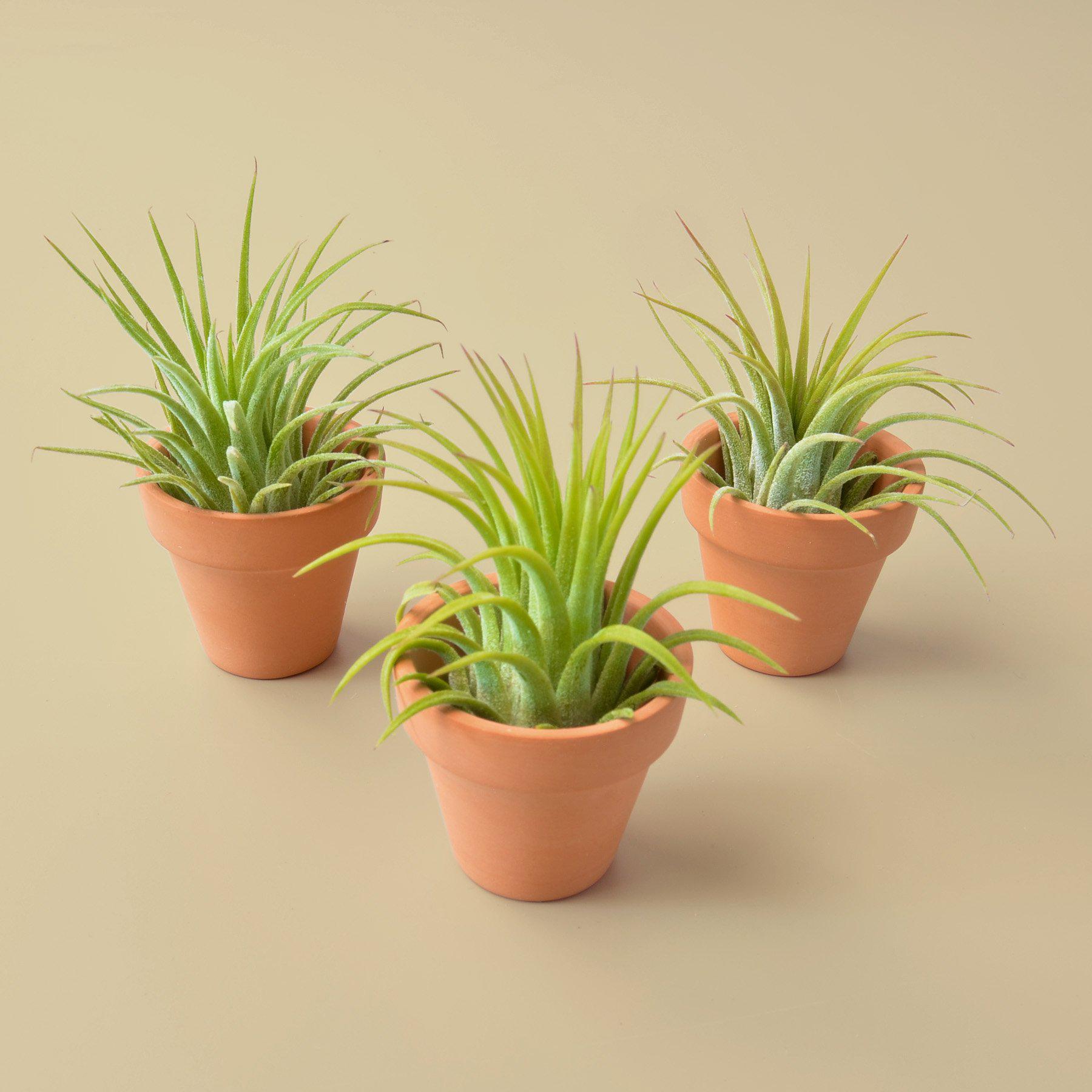 air plant gift 3 Ionantha Air Plants with Mini Terra Cotta Pots