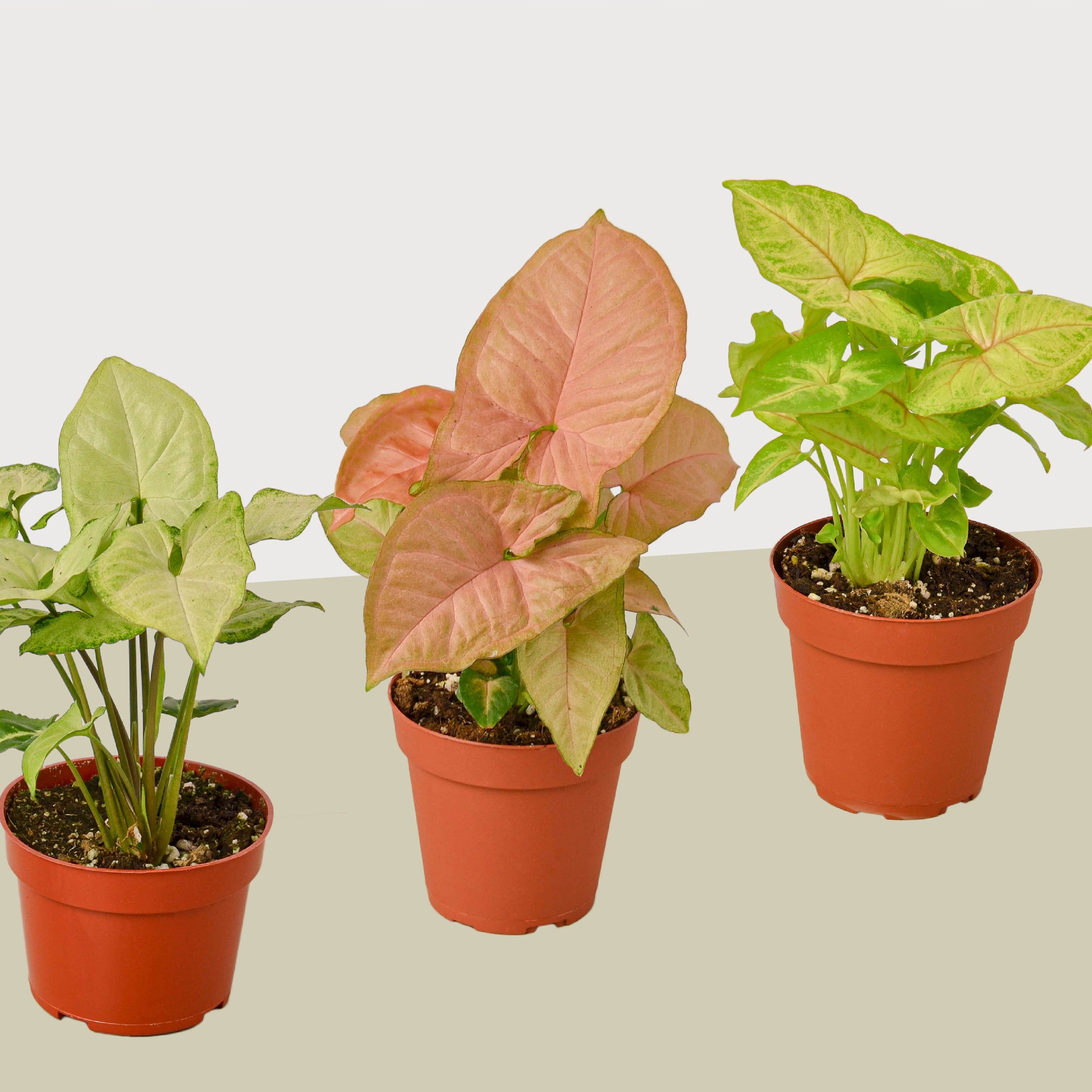 arrowhead plant pot Buy 3 Different Syngonium Plants