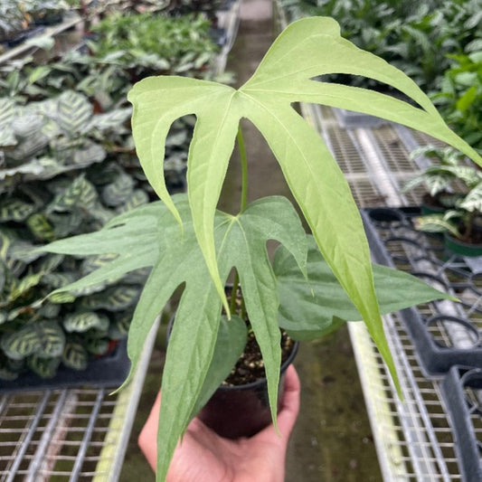 Anthurium Fingers