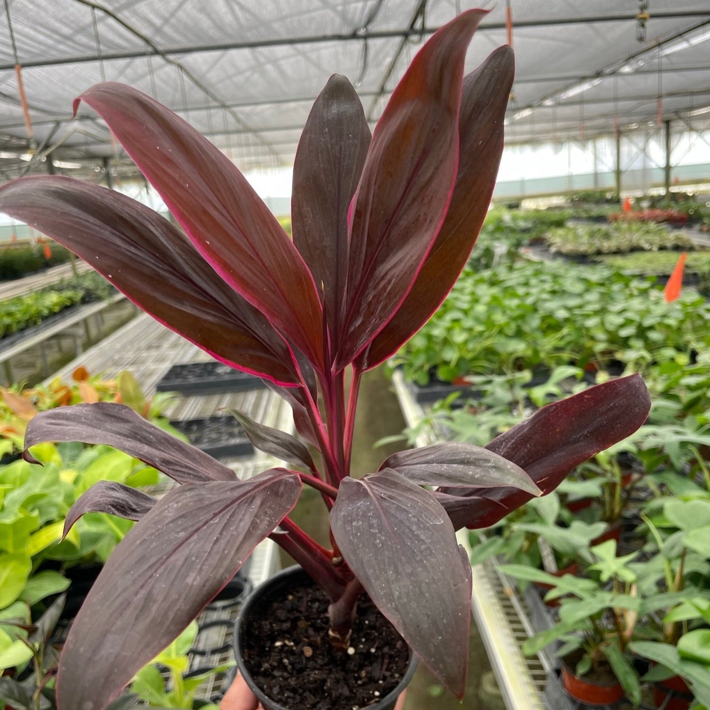 CORDYLINE CALYPSO QUEEN POTTED PLANT