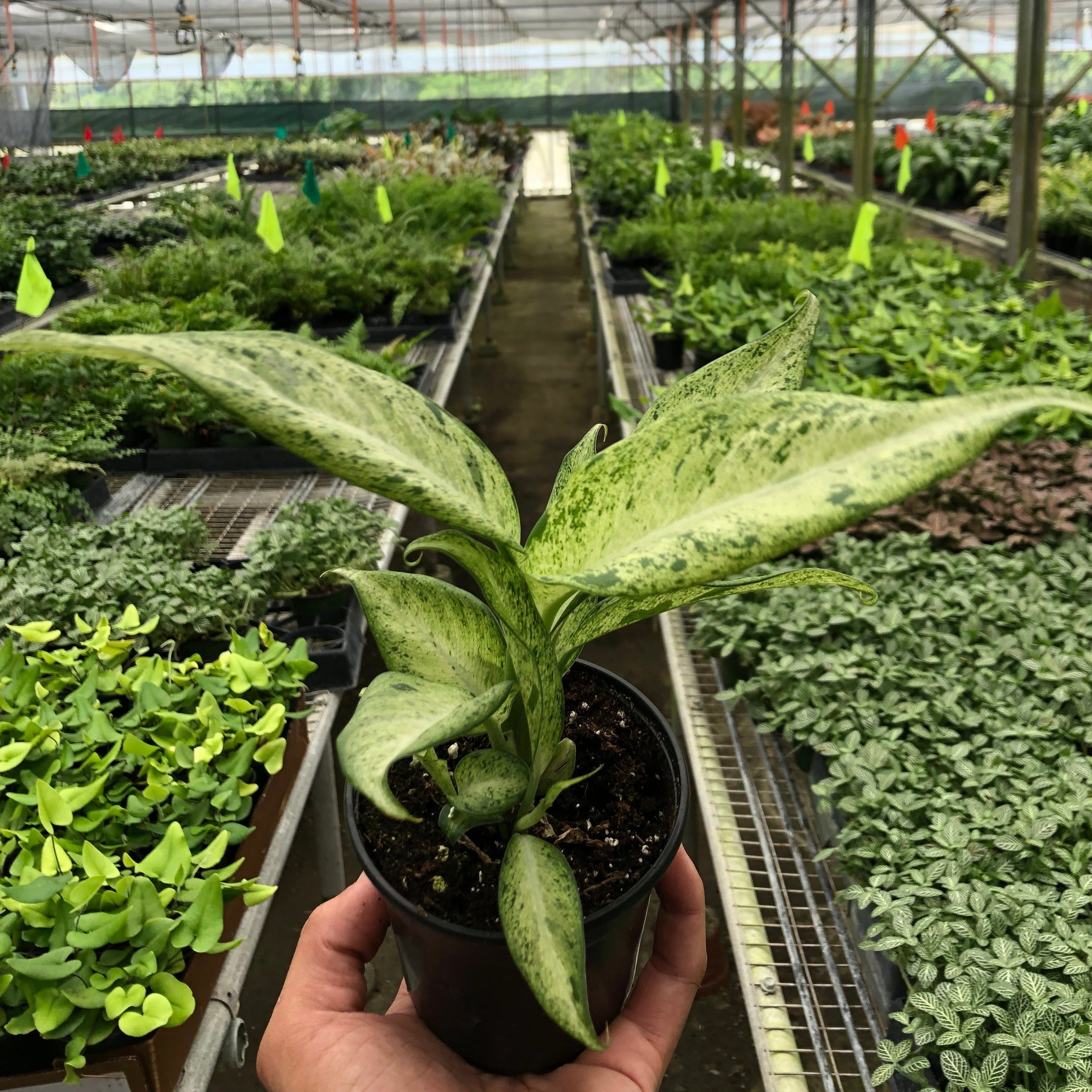 dieffenbachia camoflage Dieffenbachia 'Camouflage'