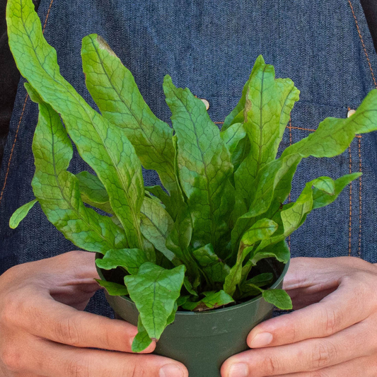 Botanical Name: Microsorum musifolium
Common Names: Crocodile Fern