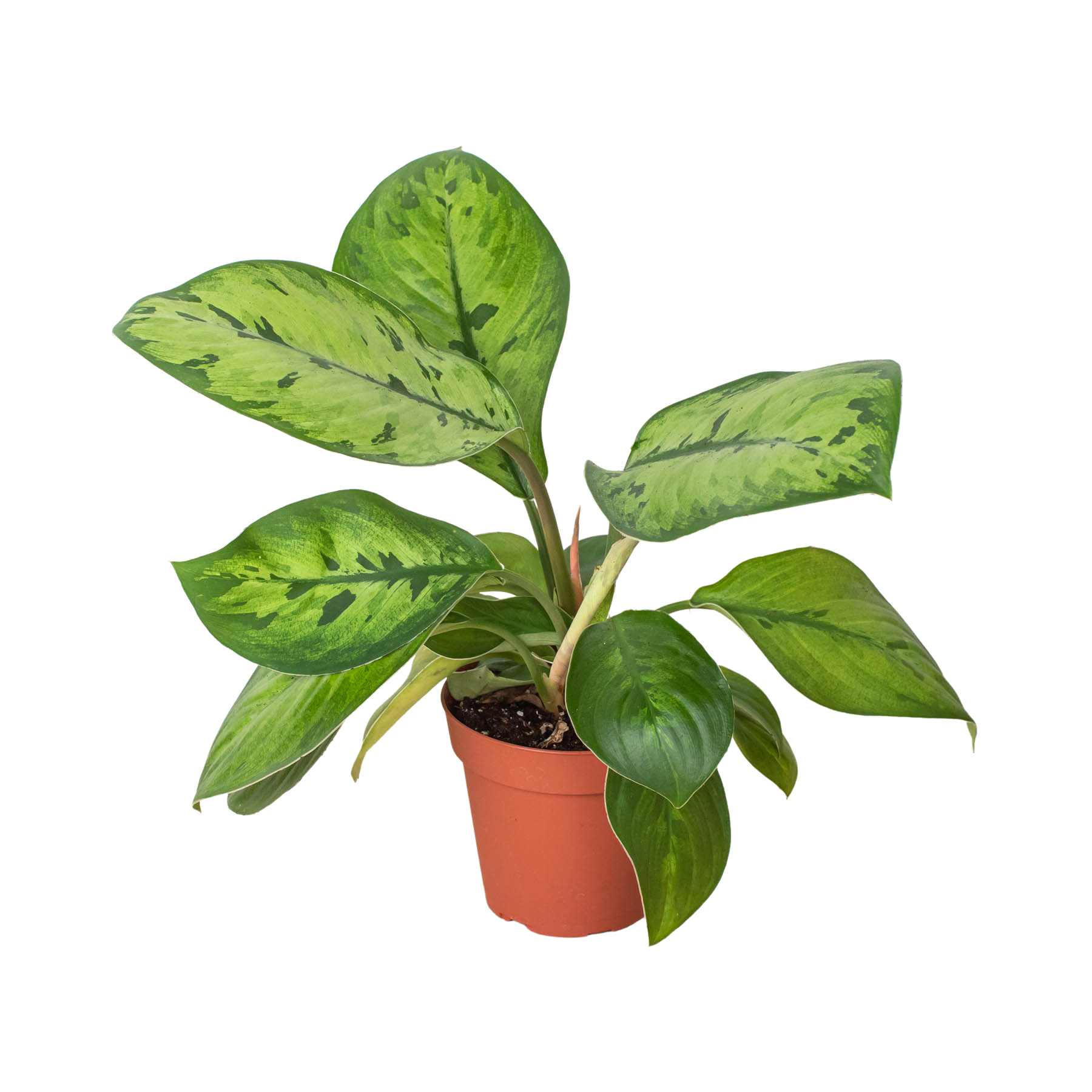 homalomena vs aglaonema Homalomena 'Selby'