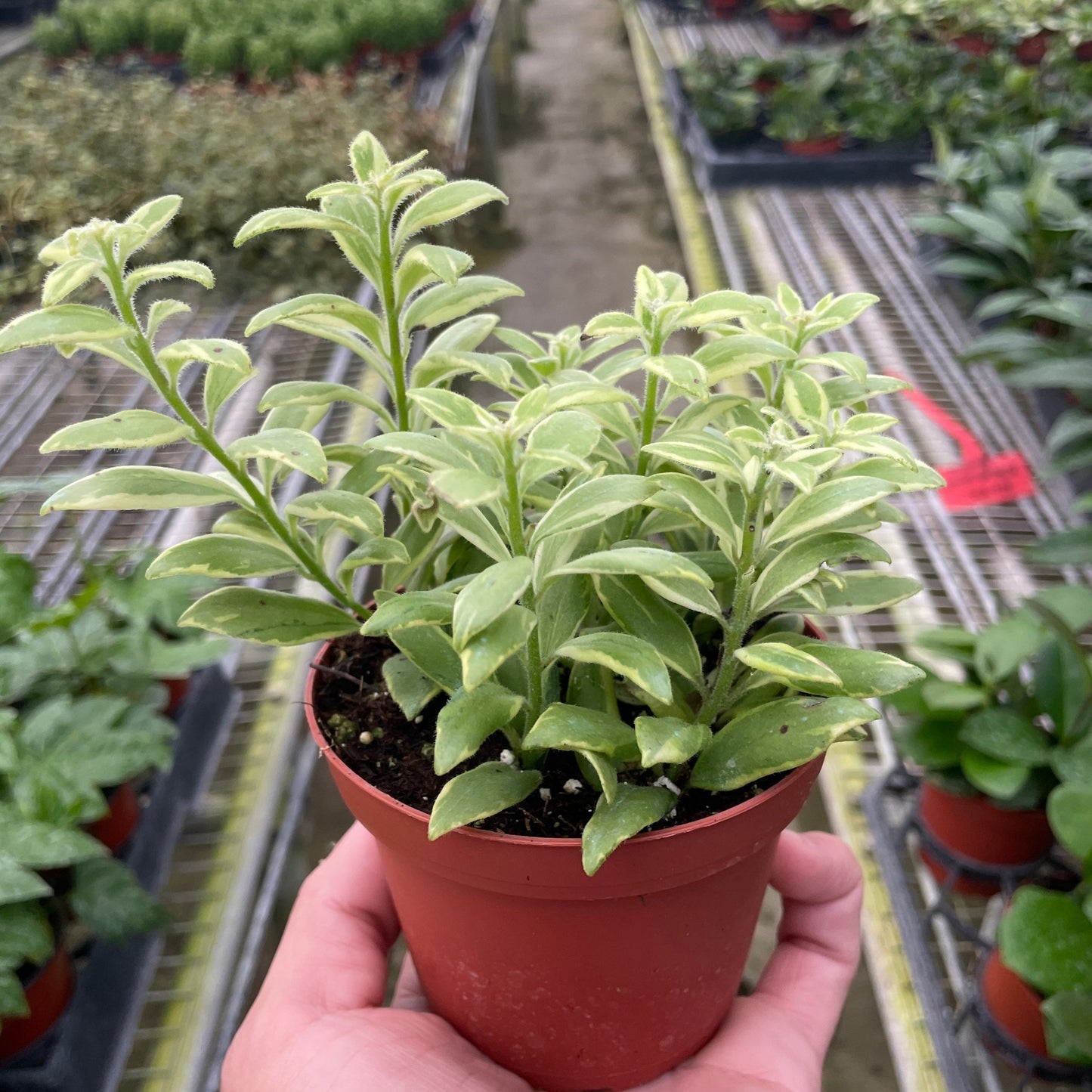 Variegated Lipstick Plant indoor plant