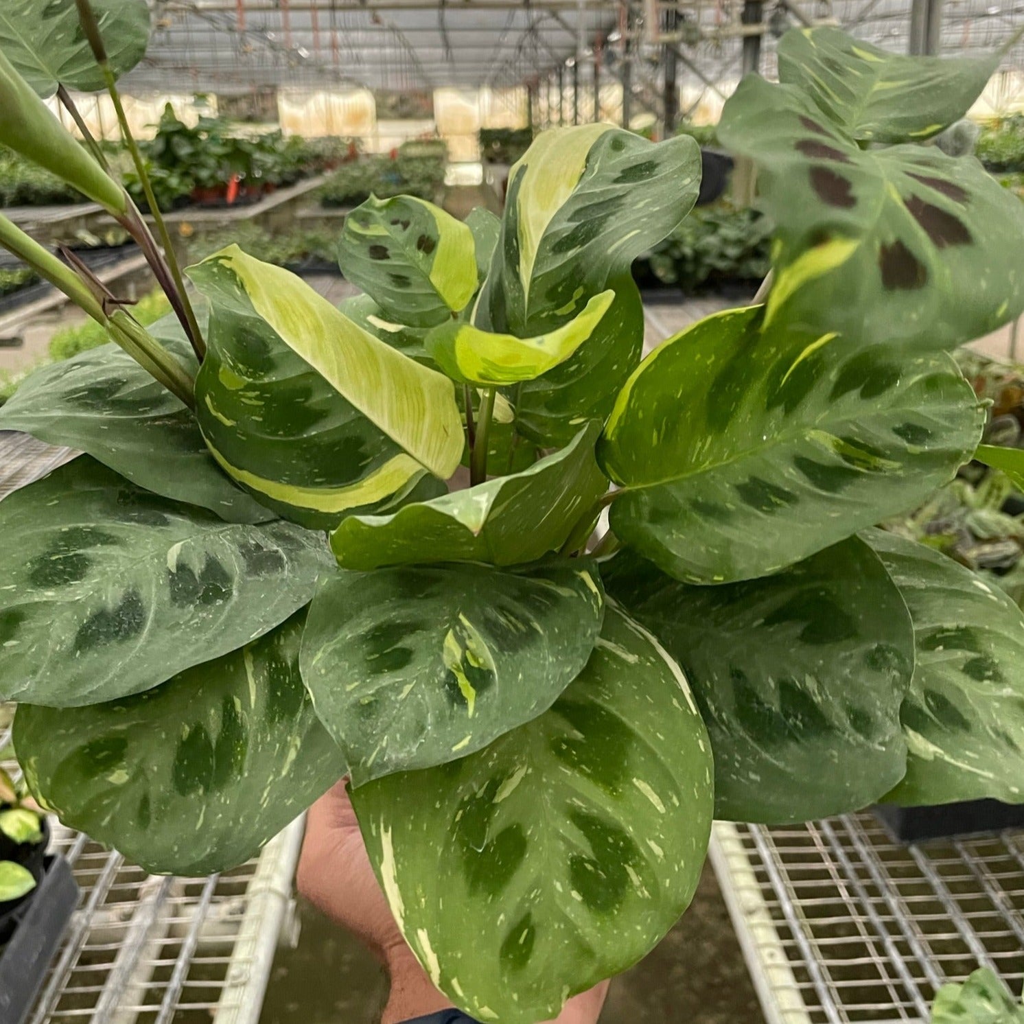 prayer plant where to buy Buy Rare Maranta Variegated Beauty Kim