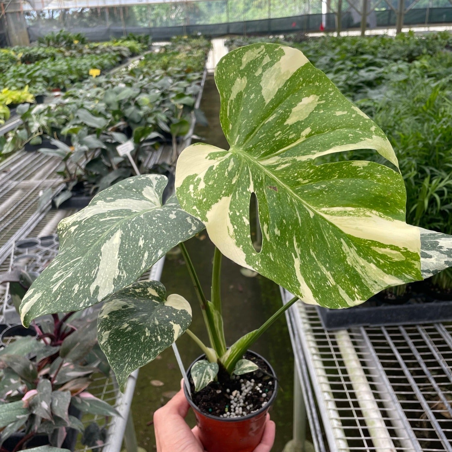 buy monstera thai constellation Variegated Monstera Thai Constellation
