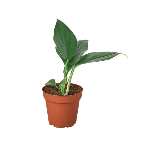 philodendron dragons tail Buy Philodendron Dragon Tail