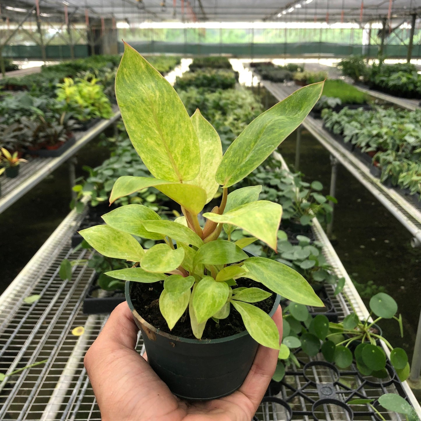 PHILODENDRON PAINTED LADY