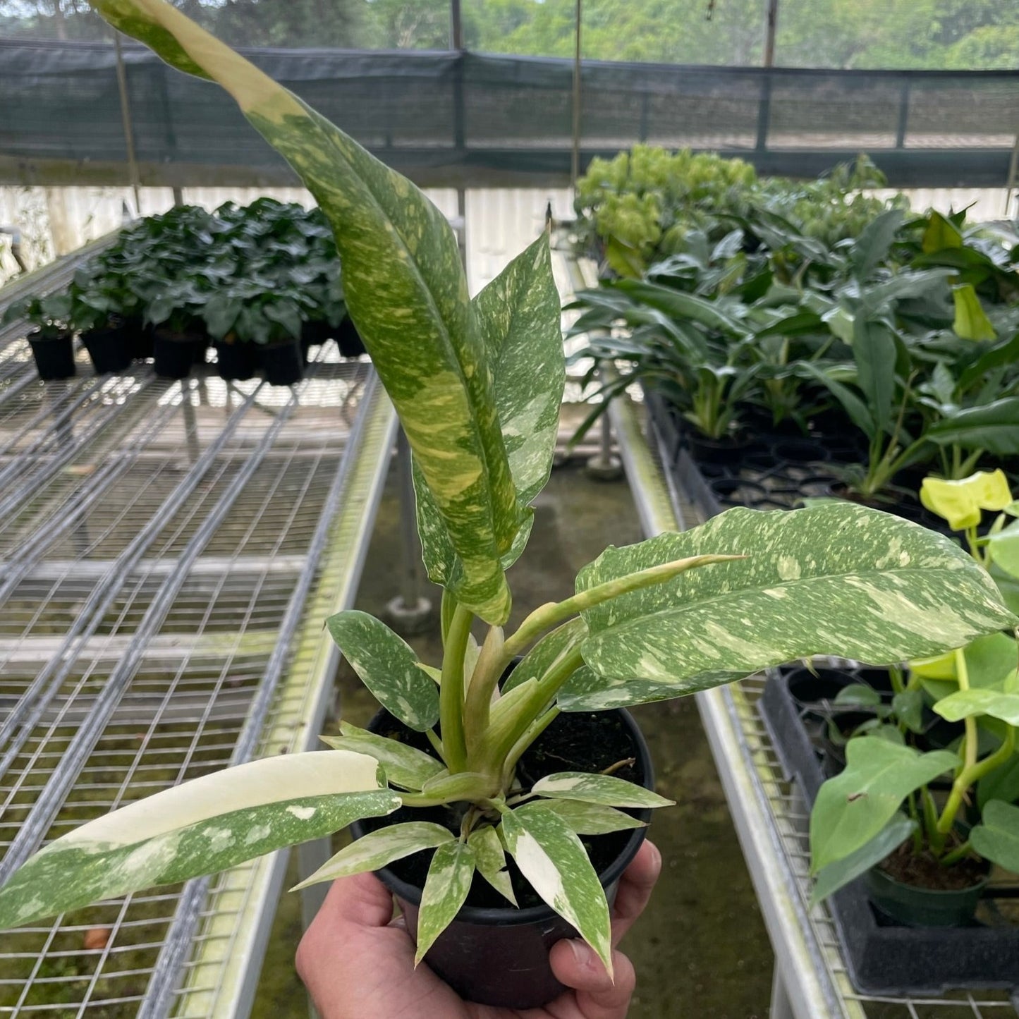 Philodendron 'Variegated Ring of Fire