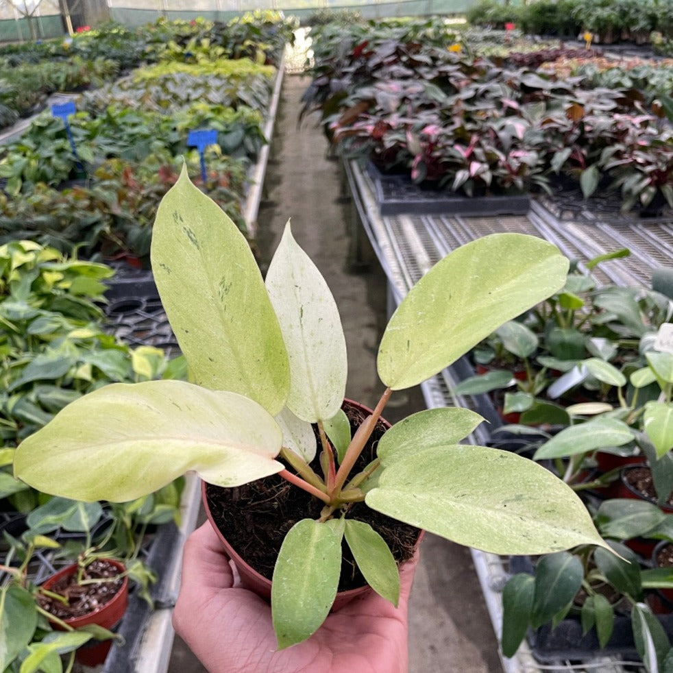 snowdrift philodendron mature Buy Rare Philodendron Snowdrift