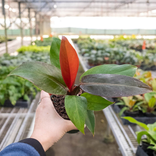 Philodendron 'Sun Red'