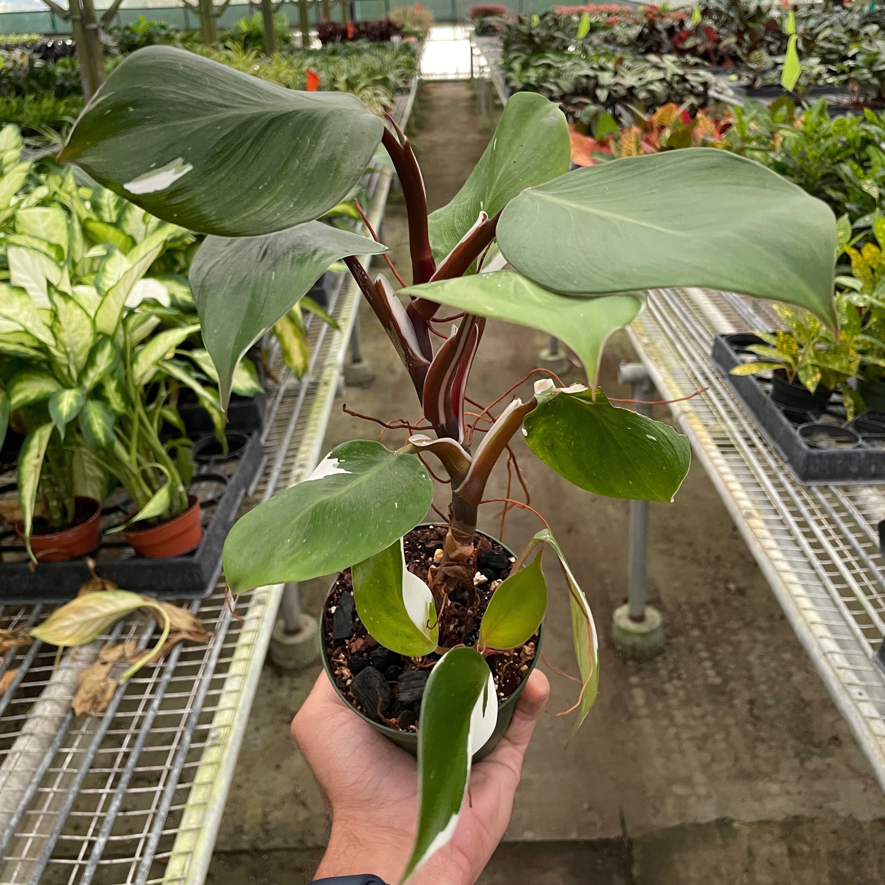white knight philodendron Buy Rare Philodendron White Knight
