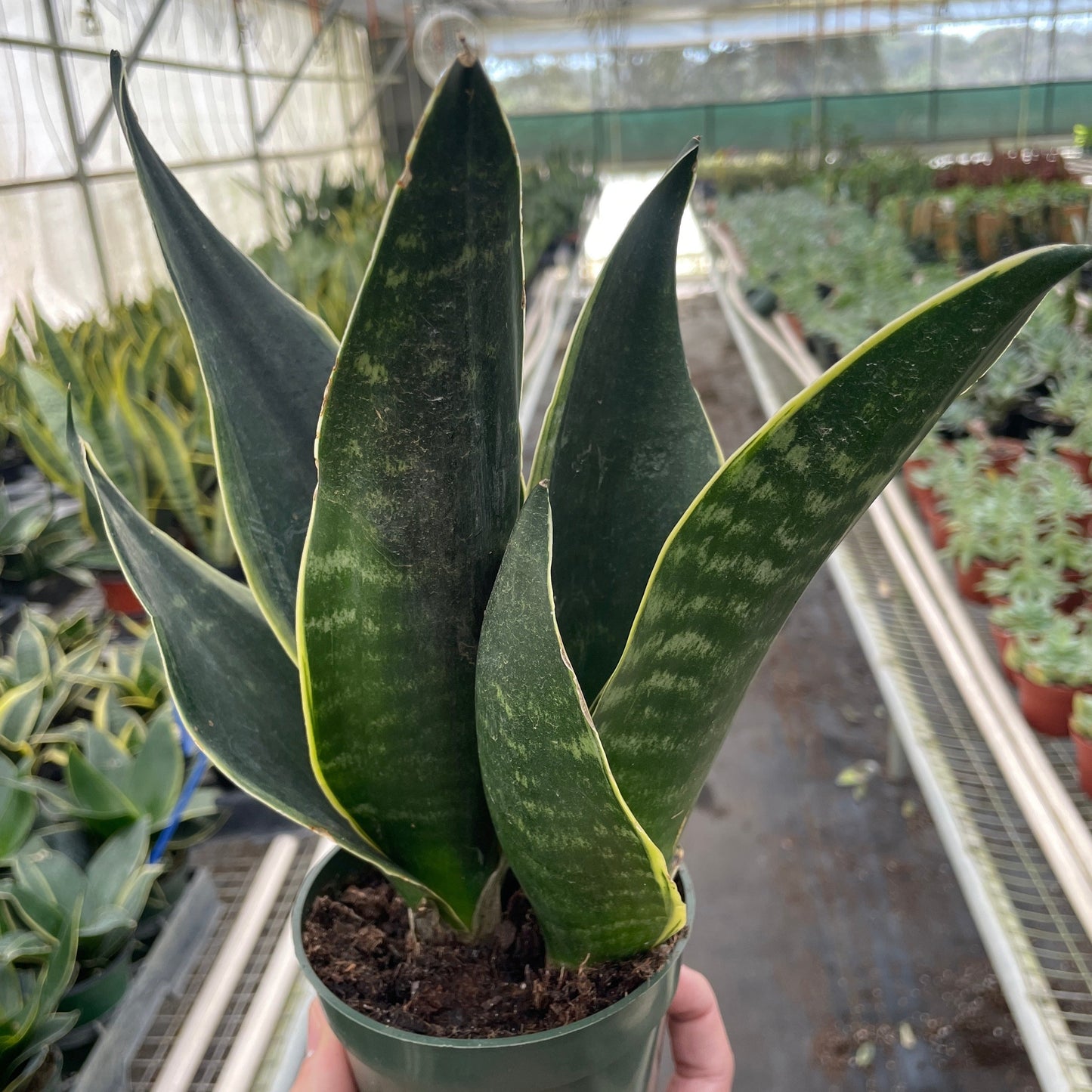 snake plant fabi rare