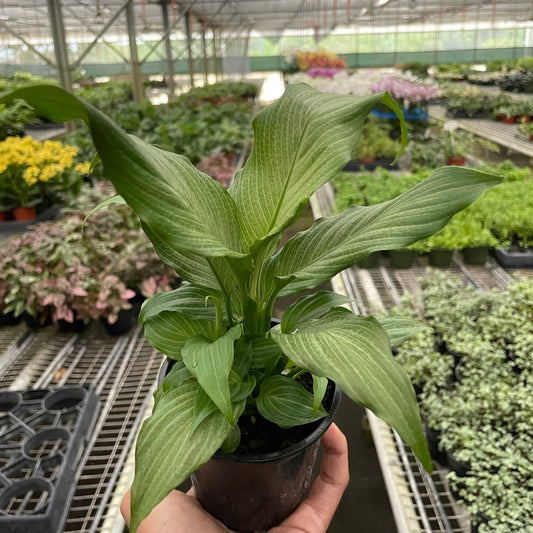Spathiphyllum 'Platinum Mist'