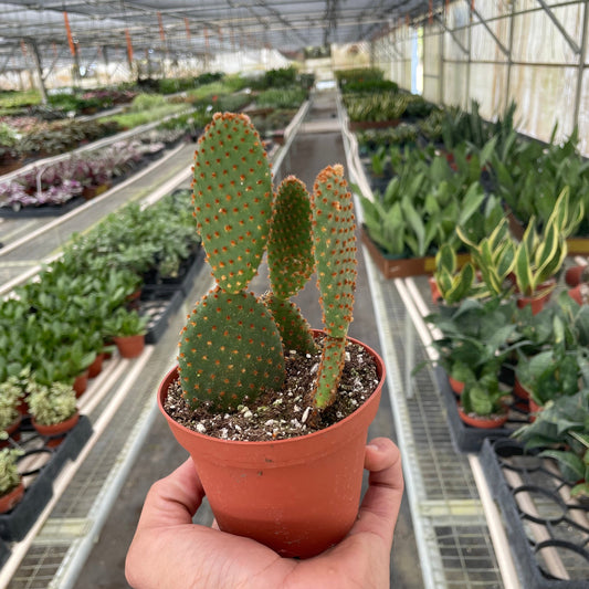 Opuntia 'Microdasys' (Bunny Ear Cactus)