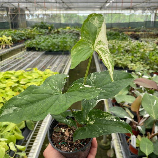 Syngonium 'Albo Variegata'