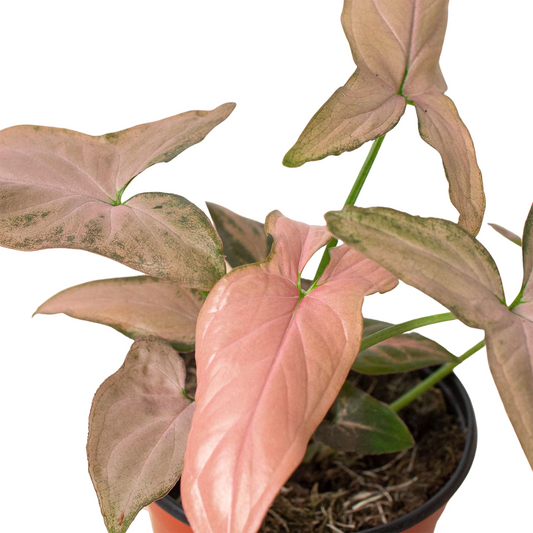 Syngonium 'Pink Splash'