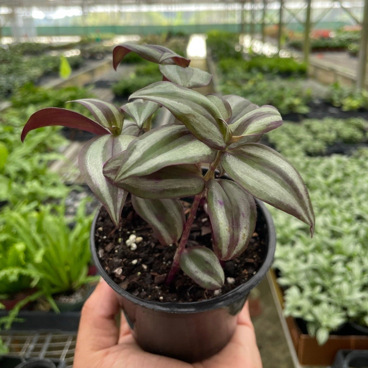 zebrina indoor plant Tradescantia Zebrina 'Wandering Dude'