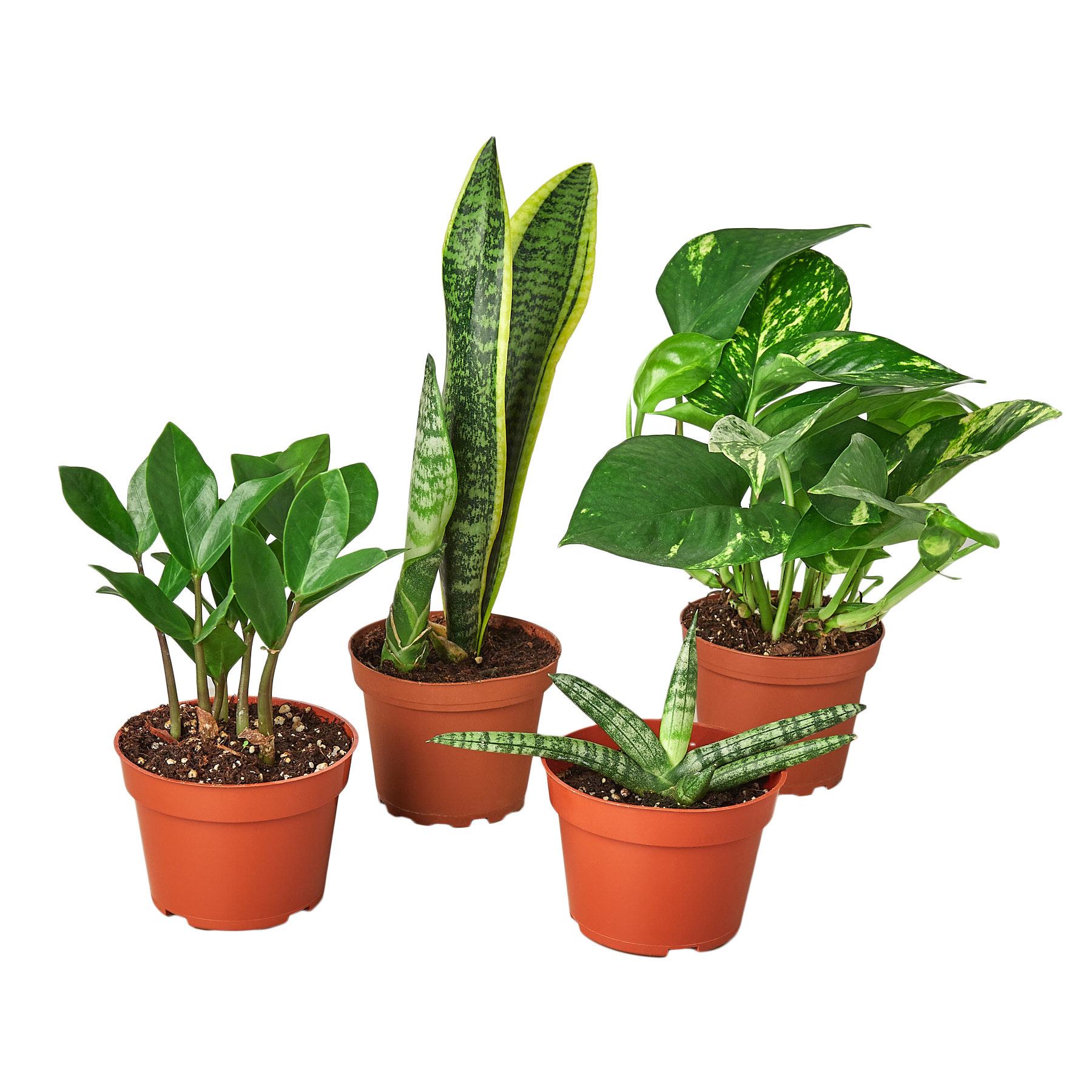 live house plants for sale near me Buy Easy Care Variety Bundle