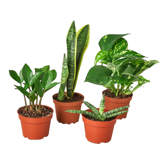 Low Light Bundle - Plant Swag Shop