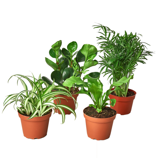 pet friendly houseplant bundle