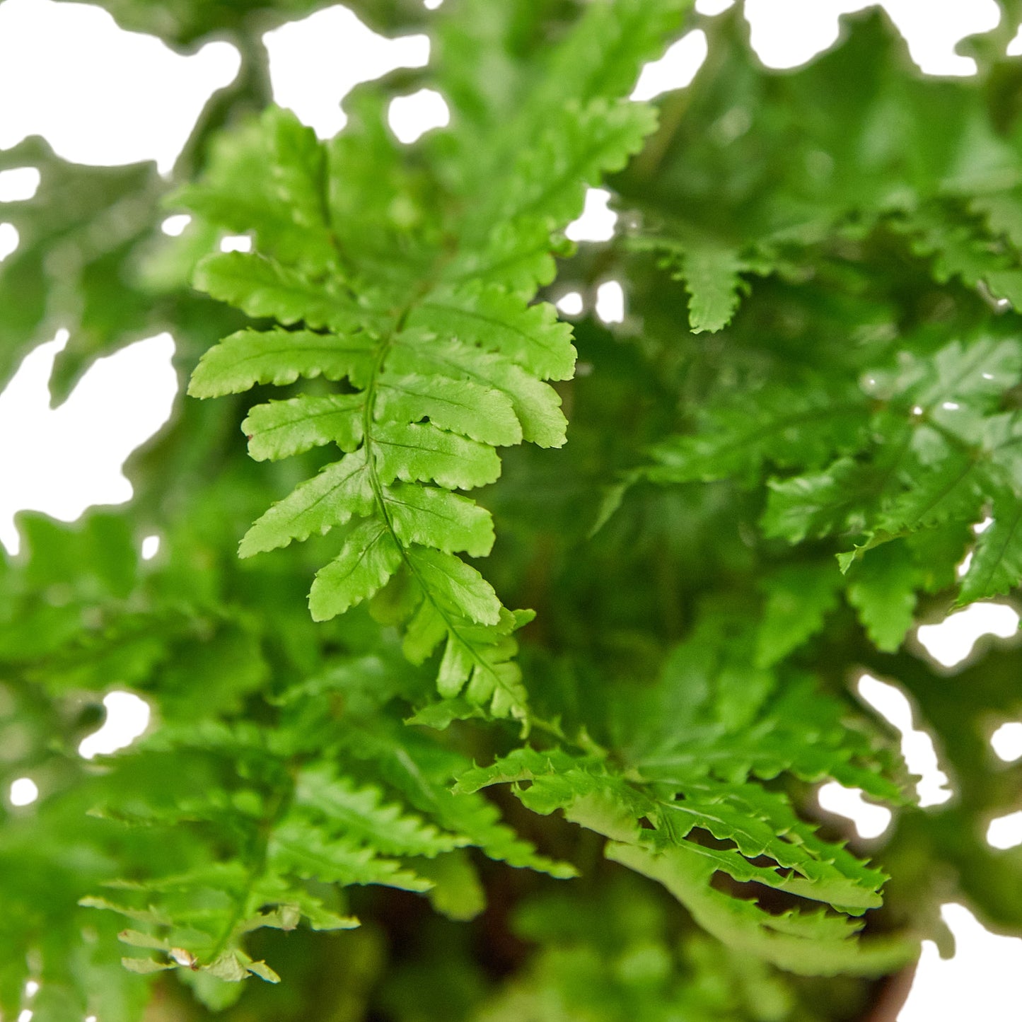 'Autumn' Fern