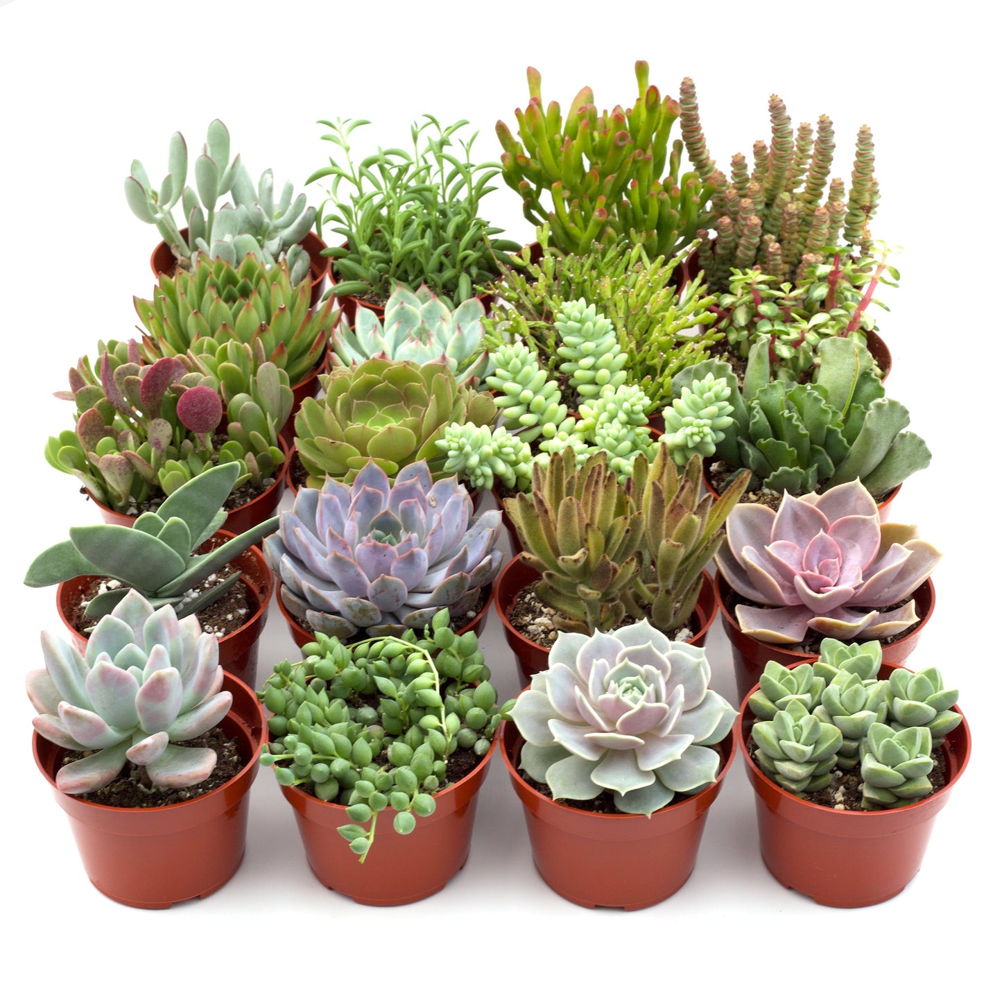 succulent live houseplant bundles