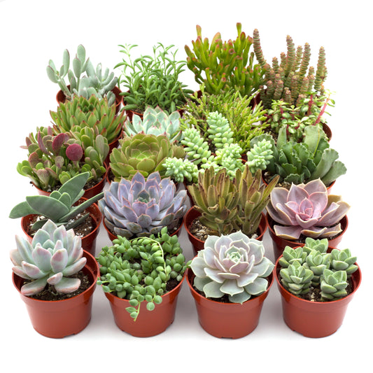 succulent live houseplant bundles