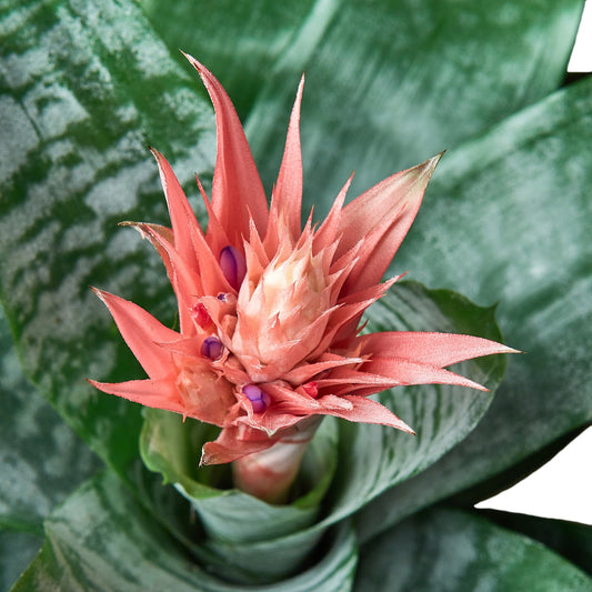 Bromeliad Aechmea Pink
