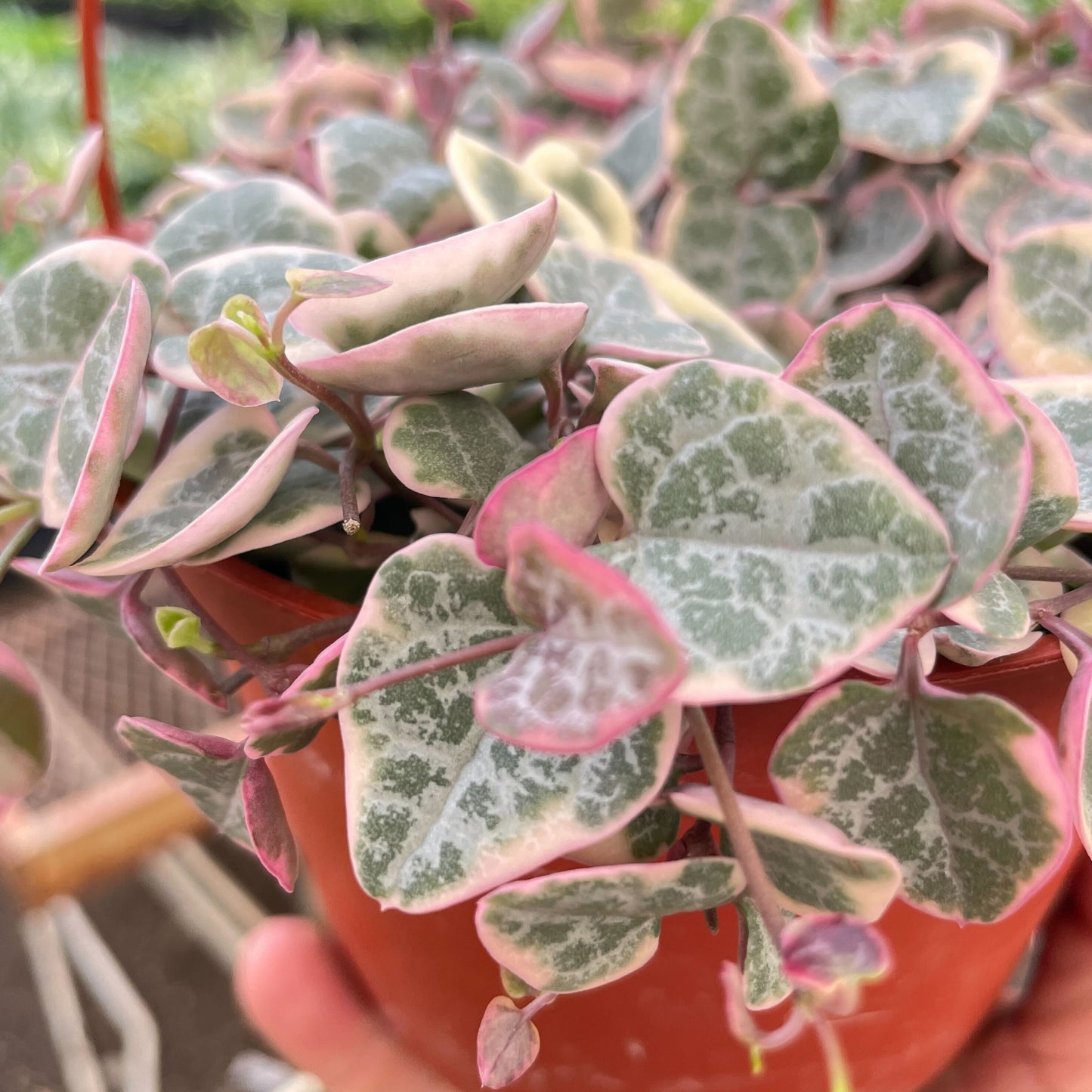 String of Hearts Variegated indoor plant