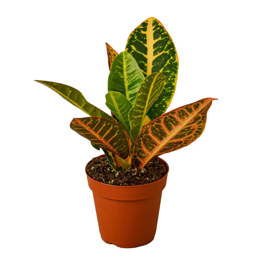 2 Croton Variety Pack