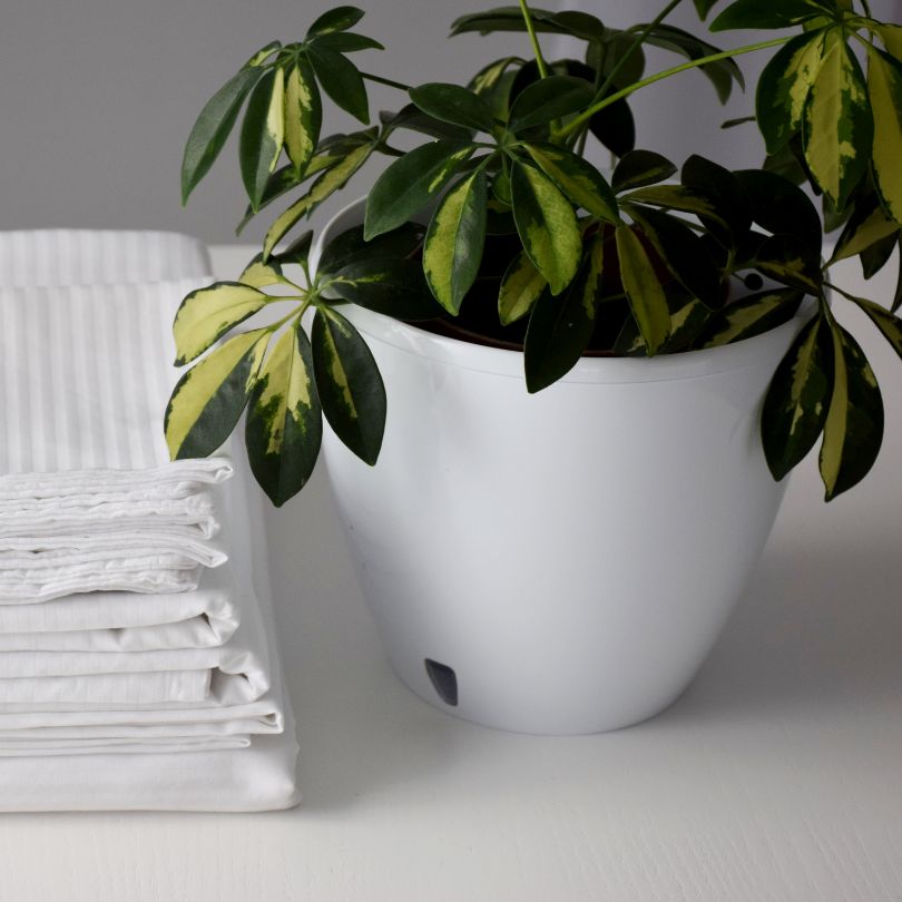 umbrella plant grow light Buy Schefflera Moonlight Umbrella Plant