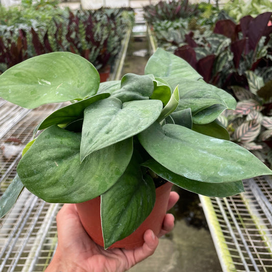 Pothos Jade Satin Media 1 of 2