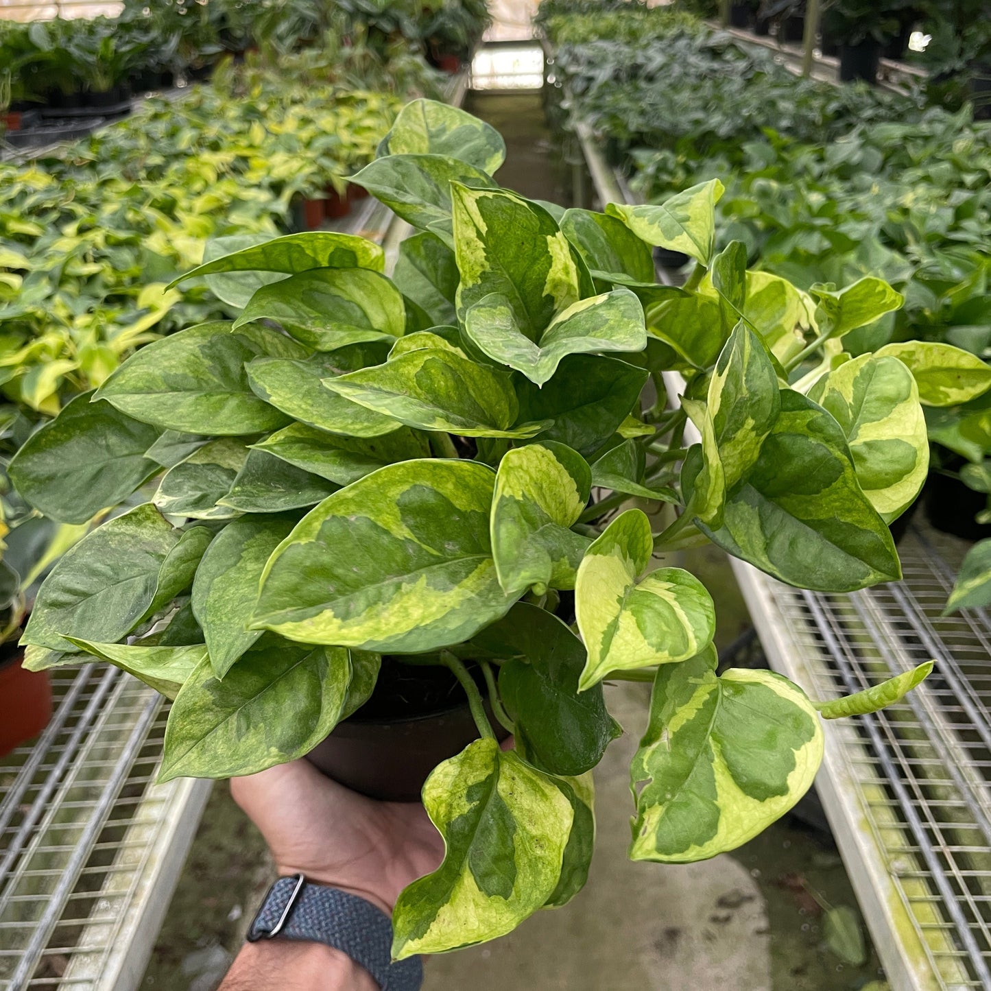 Epipremnum aureum ‘Lemon Meringue