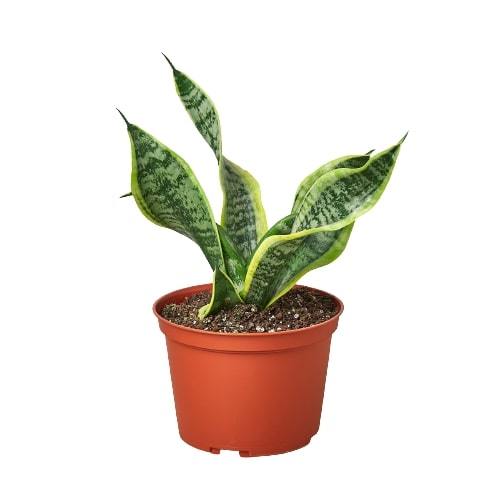 Snake Plant Twist - Plant Swag Shop