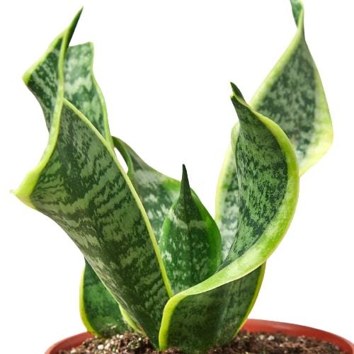 Snake Plant Twist - Plant Swag Shop