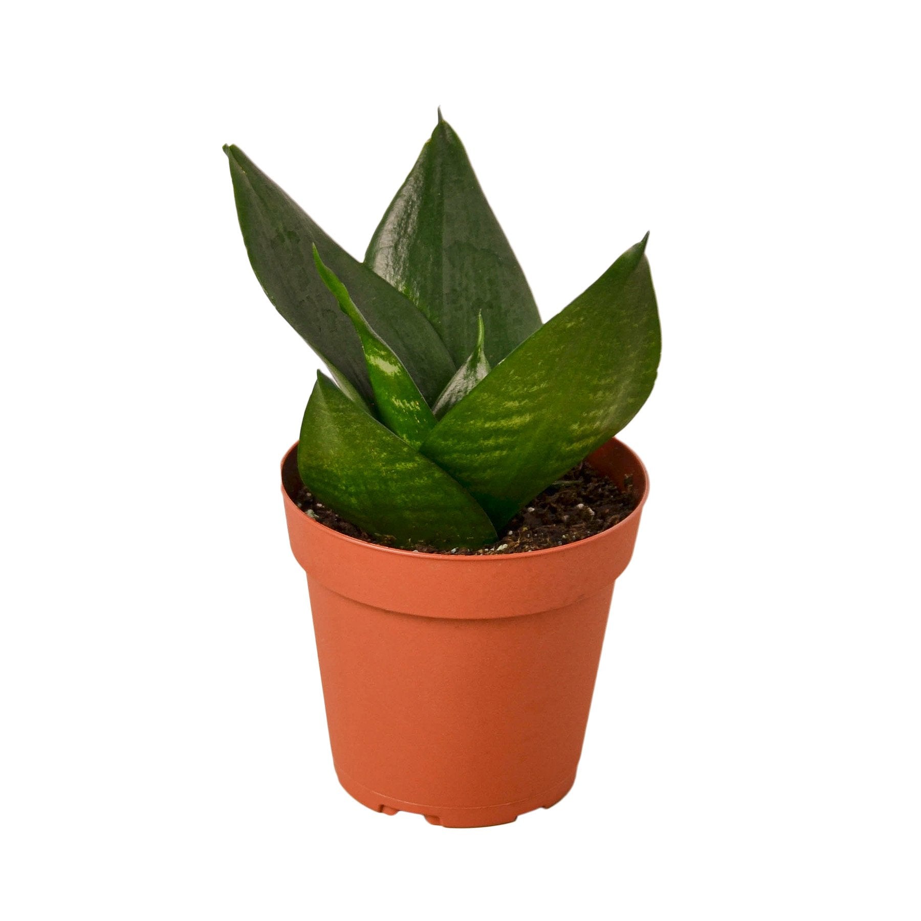 jade plant indoor low light Buy Snake Plant Jade