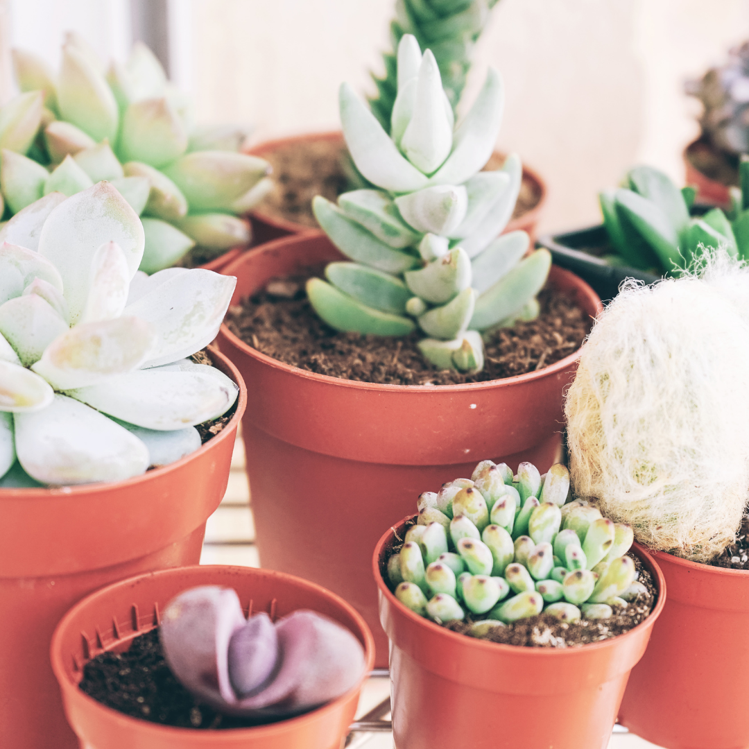 Succulent Gift Box