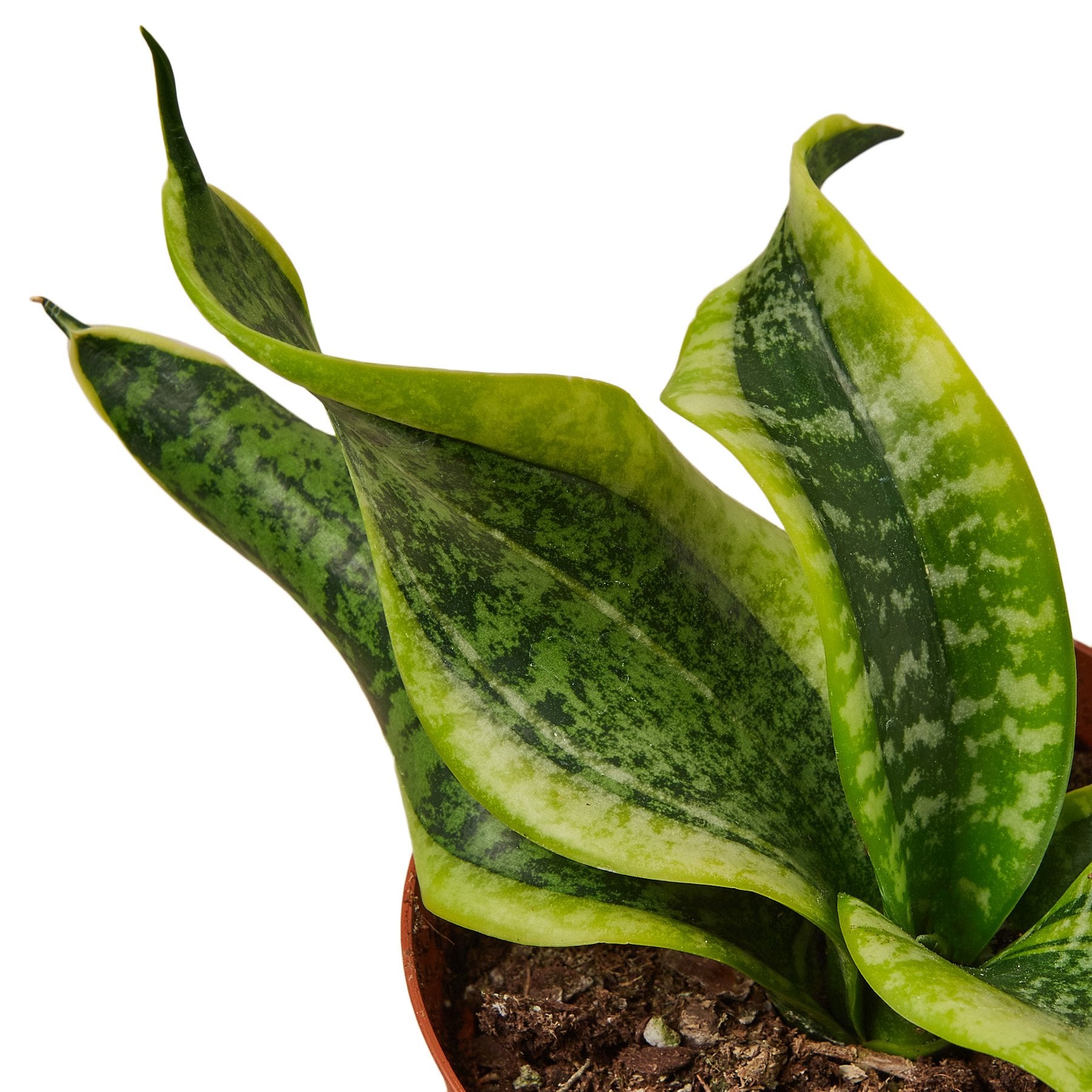 Snake Plant Twist - Plant Swag Shop