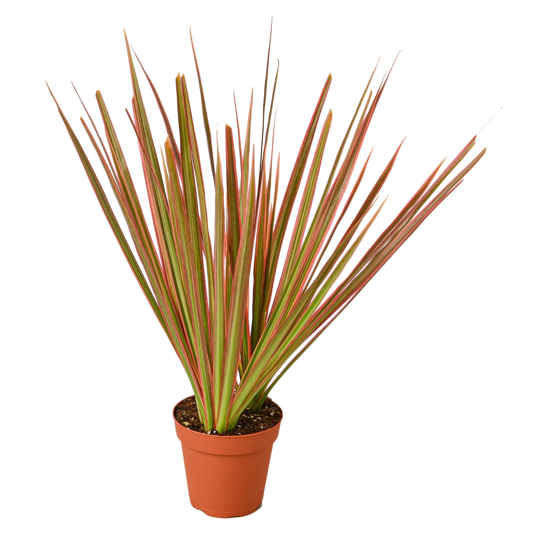live dracaena plants for sale Dracaena 'Colorama'