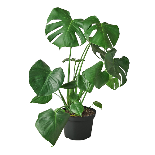 Monstera Deliciosa