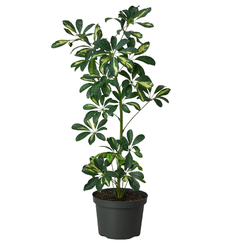 schefflera arboricola buy online Buy Schefflera Arboricola Variegated Umbrella