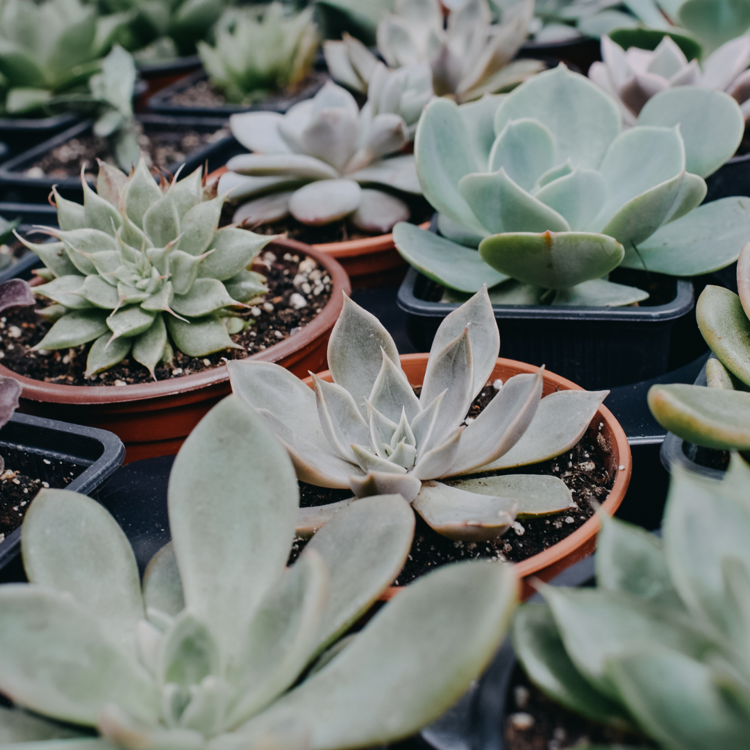 Succulent Gift Box